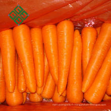 Bon fournisseur carottes à vendre carotte fraîche au vietnam